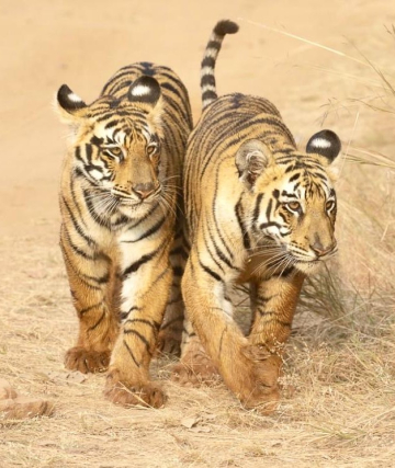 Tadoba et Pench, tigres et léopards