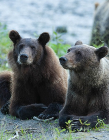 Grizzli en Colombie Britannique