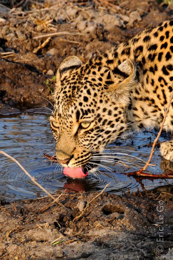 Safari photo dans un lodge privatisé dans la réserve de Welgevonden