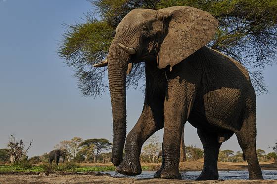 éléphant au Botswana pendant safari photo