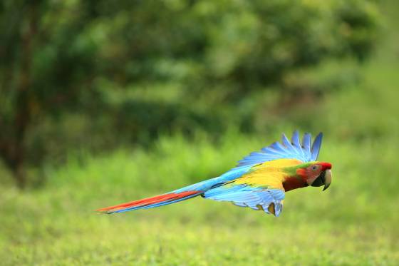 Voyage safari photo Costa Rica 59