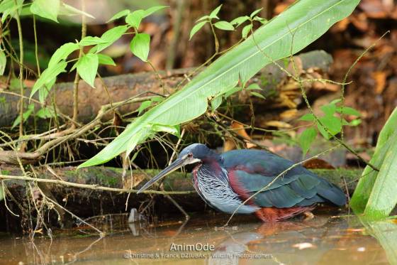 Voyage safari photo Costa Rica 45