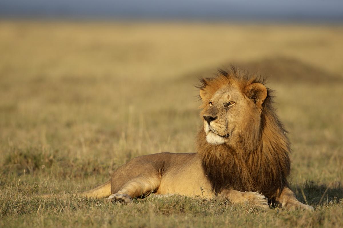 Lion se reposant dans la brousse lors d'un safari photo au Kenya