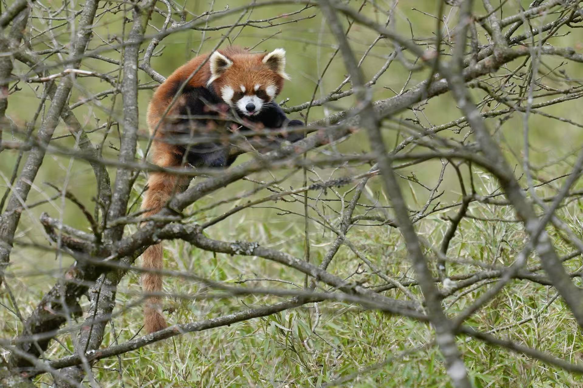 Panda roux Panda roux