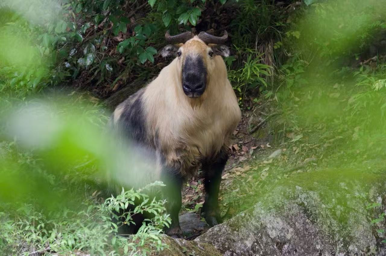 Takin du Sichuan Takin du Sichuan