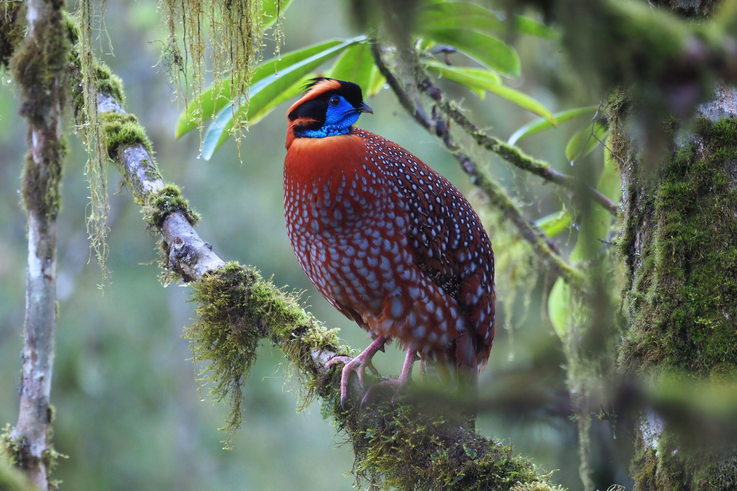 Tragopan de Temminck Tragopan de Temminck