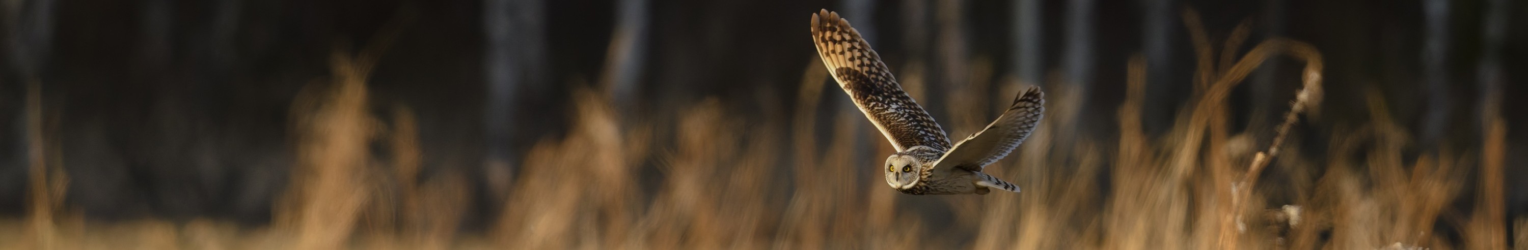 Hibou des marais en Finlande