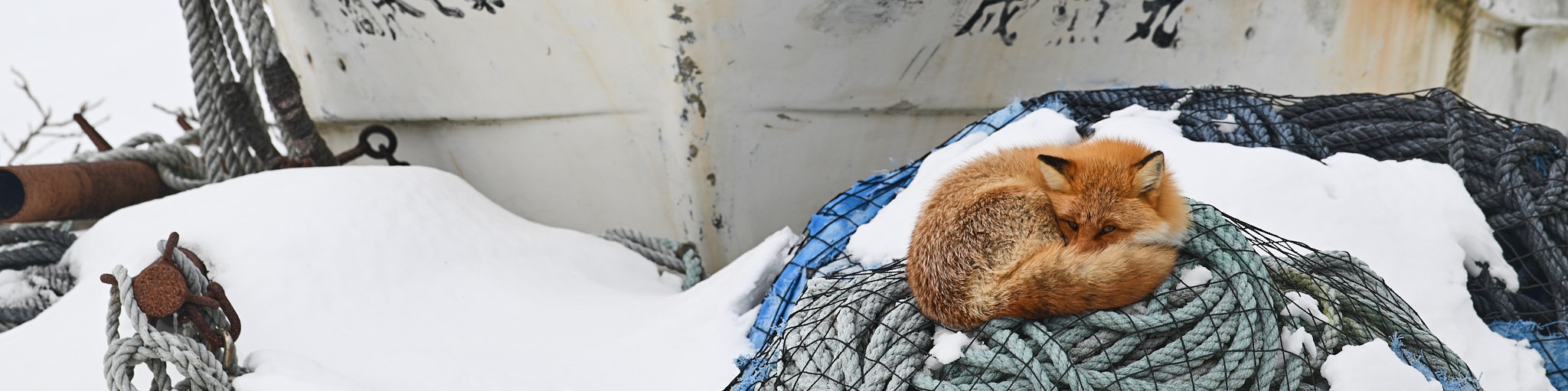Renard blotti dans port de pêche à Hokkaido